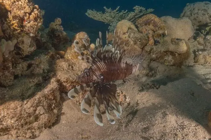 Framed Print : Lionfish in the Red Sea colorful fish, Eilat Israel Framed Print : Lionfish in the Red Sea colorful fish, Eilat Israel