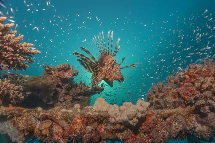 Framed Print : Lionfish in the Red Sea colorful fish, Eilat Israel Framed Print : Lionfish in the Red Sea colorful fish, Eilat Israel