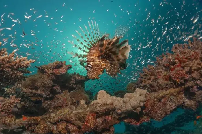 Framed Print : Lionfish in the Red Sea colorful fish, Eilat Israel Framed Print : Lionfish in the Red Sea colorful fish, Eilat Israel