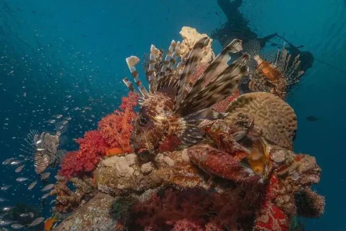 Framed Print : Lionfish in the Red Sea colorful fish, Eilat Israel Framed Print : Lionfish in the Red Sea colorful fish, Eilat Israel