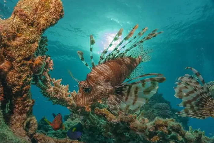 Framed Print : Lionfish in the Red Sea colorful fish, Eilat Israel Framed Print : Lionfish in the Red Sea colorful fish, Eilat Israel
