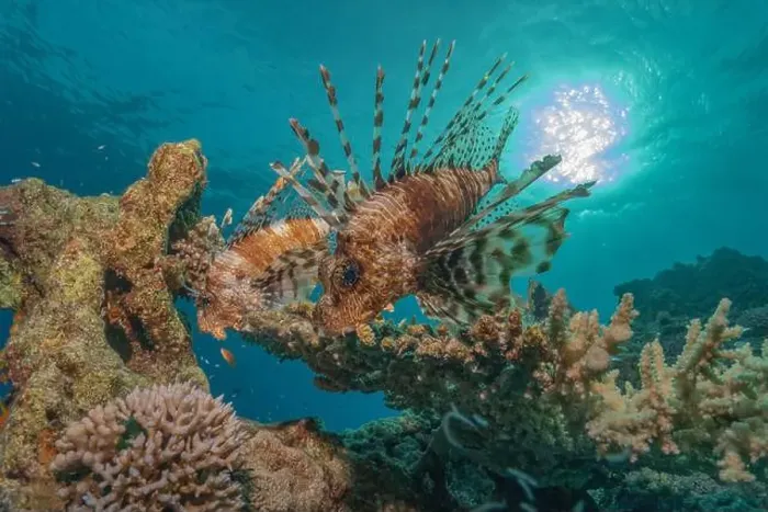 Framed Print : Lionfish in the Red Sea colorful fish, Eilat Israel Framed Print : Lionfish in the Red Sea colorful fish, Eilat Israel