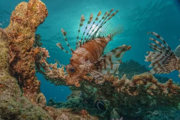 Framed Print : Lionfish in the Red Sea colorful fish, Eilat Israel Framed Print : Lionfish in the Red Sea colorful fish, Eilat Israel