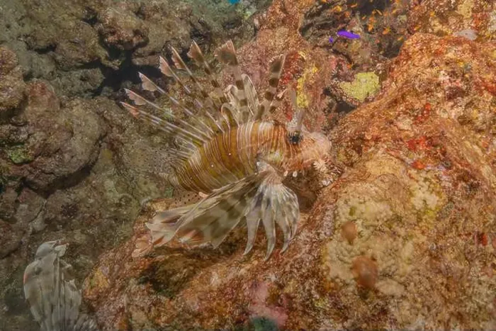 Framed Print : Lionfish in the Red Sea colorful fish, Eilat Israel Framed Print : Lionfish in the Red Sea colorful fish, Eilat Israel