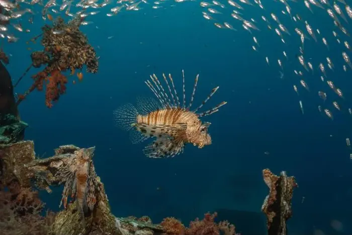 Framed Print : Lionfish in the Red Sea colorful fish, Eilat Israel Framed Print : Lionfish in the Red Sea colorful fish, Eilat Israel