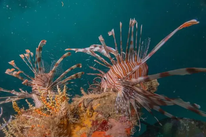 Framed Print : Lionfish in the Red Sea colorful fish, Eilat Israel Framed Print : Lionfish in the Red Sea colorful fish, Eilat Israel