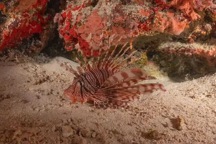 Framed Print : Lionfish in the Sea of the Philippines