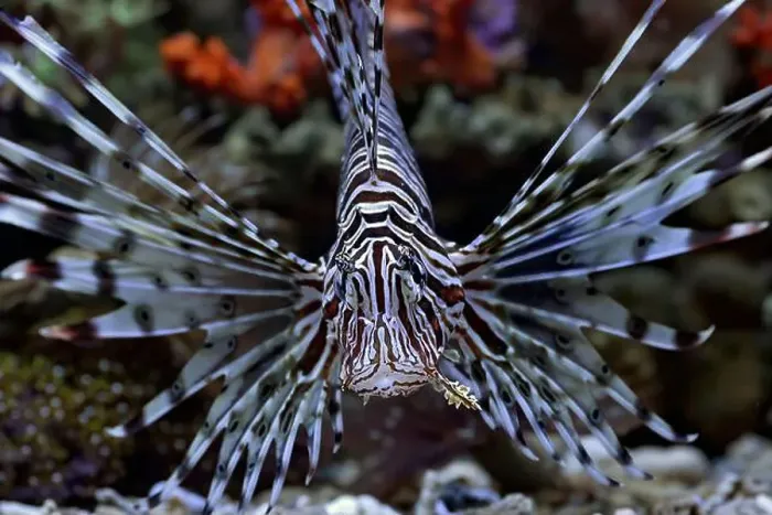 Framed Print : The lionfish shows off its sharp spines Framed Print : The lionfish shows off its sharp spines
