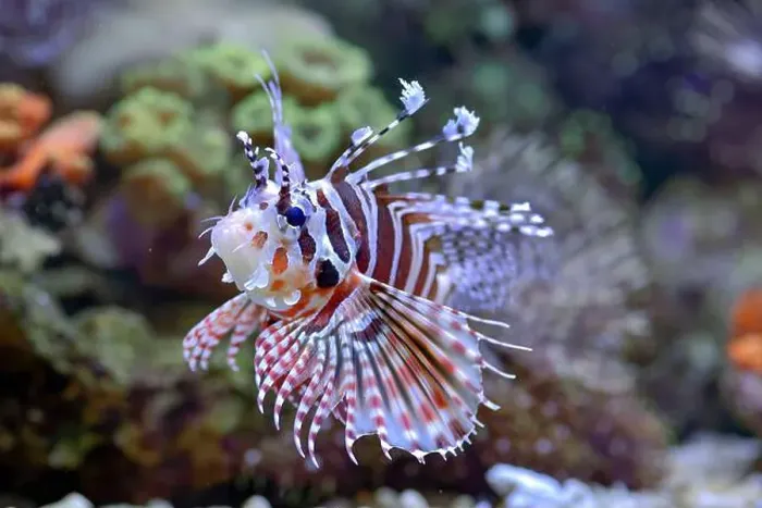 Framed Print : The lionfish shows off its sharp spines Framed Print : The lionfish shows off its sharp spines