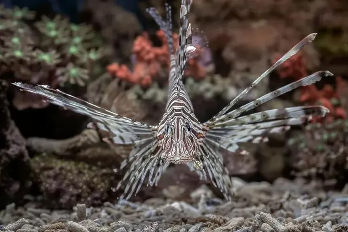 Framed Print : The lionfish shows off its sharp spines Framed Print : The lionfish shows off its sharp spines