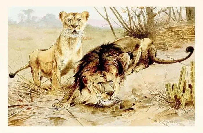 Framed Print : Lions. Antique book illustration by Brehm, Alfred Edmund, 1829-1884 Framed Print : Lions. Antique book illustration by Brehm, Alfred Edmund, 1829-1884