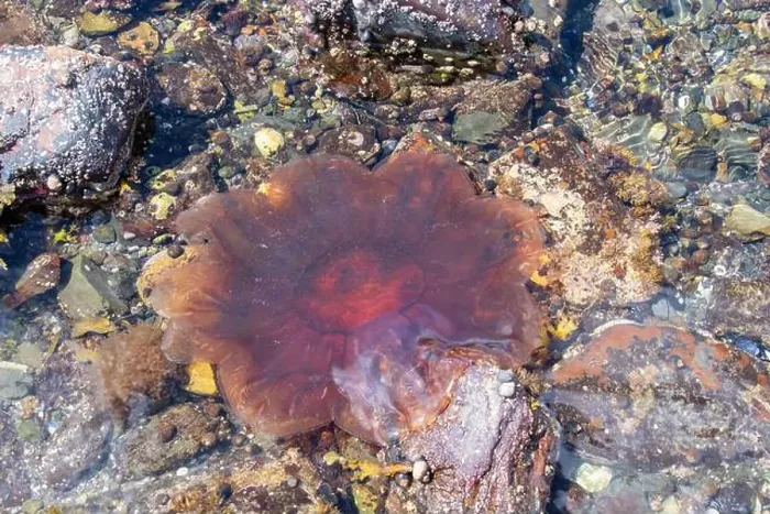 Framed Print : Lion's Mane Jellyfish (Cyanea capillata) Framed Print : Lion's Mane Jellyfish (Cyanea capillata)