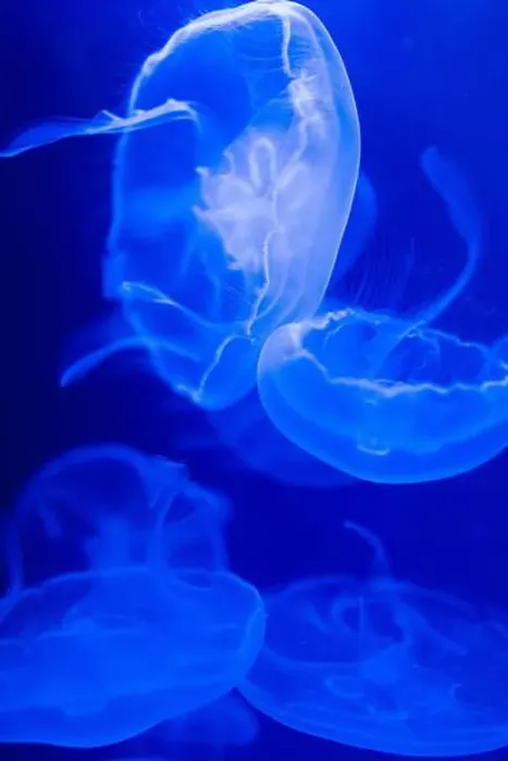 Framed Print : A lion's mane jellyfish underwater