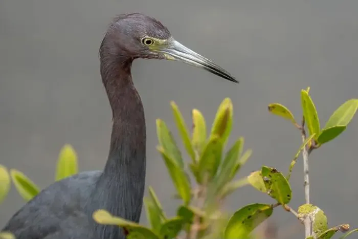 Framed Print : Little Blue Heron, Merritt Island National Wildlife Refuge, Florida Framed Print : Little Blue Heron, Merritt Island National Wildlife Refuge, Florida