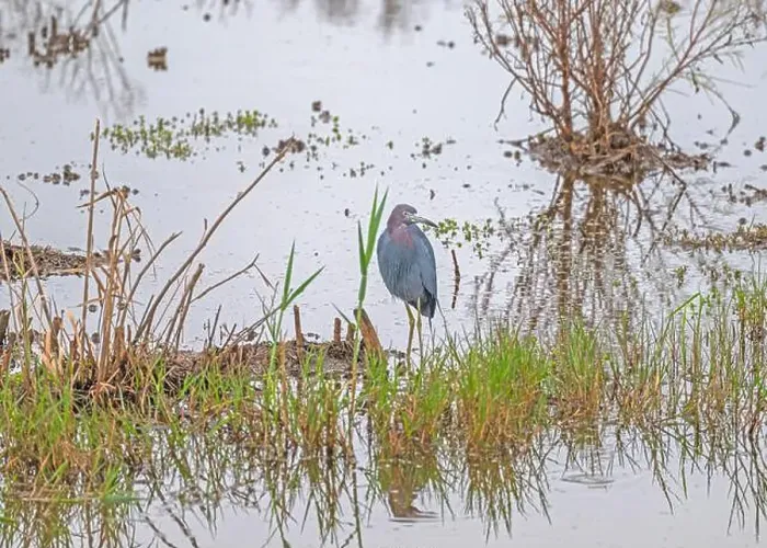 Framed Print : Little Blue Heron in a Wetland Pond in the Anahuac National Wildlife Refuge in Texas Framed Print : Little Blue Heron in a Wetland Pond in the Anahuac National Wildlife Refuge in Texas
