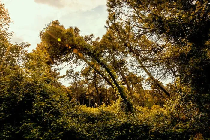 Framed Print : Little pathway in a natural park close to the seacoast of the Adriatic sea Framed Print : Little pathway in a natural park close to the seacoast of the Adriatic sea