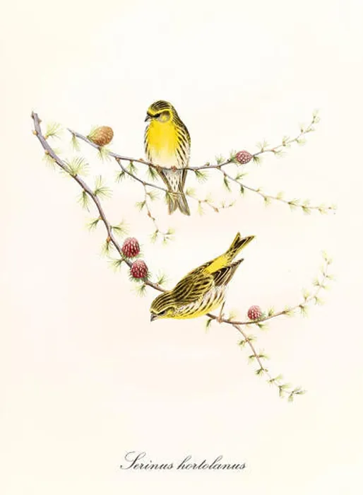 Framed Print : Two little yellow cute birds on a single thin pine branch Framed Print : Two little yellow cute birds on a single thin pine branch