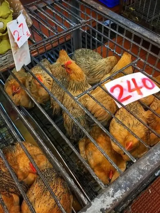 Framed Print : Live chickens for sale in a food market in Yuen Long, New Territories, Hong Kong Framed Print : Live chickens for sale in a food market in Yuen Long, New Territories, Hong Kong