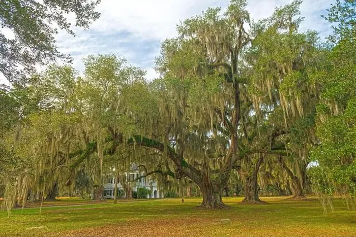 Framed Print : Live Oak on Former Plantation Grounds on the Ernest F.Hollings ACE Basin National Wildlife Refuge in South Carolina Framed Print : Live Oak on Former Plantation Grounds on the Ernest F.Hollings ACE Basin National Wildlife Refuge in South Carolina