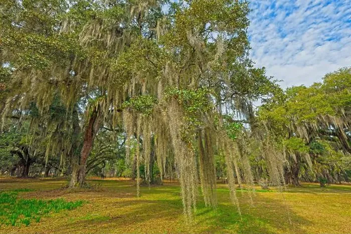 Framed Print : LIve Oak and Spanish Moss on a Former Plantation Framed Print : LIve Oak and Spanish Moss on a Former Plantation