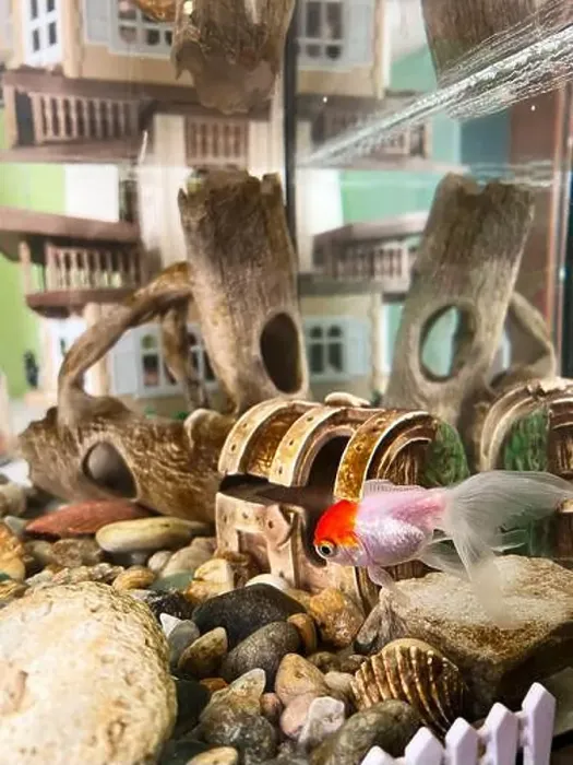 Framed Print : A lively goldfish swims near a small treasure chest and rocks in a detailed aquarium setting Framed Print : A lively goldfish swims near a small treasure chest and rocks in a detailed aquarium setting
