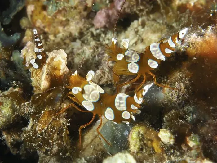 Framed Print : Lively harlequin shrimp, hollow back shrimp (Thor amboinensis) Framed Print : Lively harlequin shrimp, hollow back shrimp (Thor amboinensis)