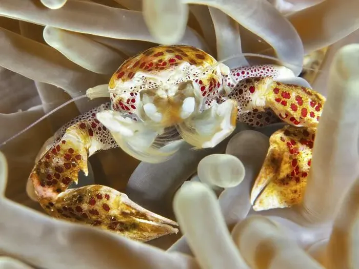 Framed Print : Lively porcelain crab, spotted porcelain crab (Neopetrolisthes maculatus) Framed Print : Lively porcelain crab, spotted porcelain crab (Neopetrolisthes maculatus)