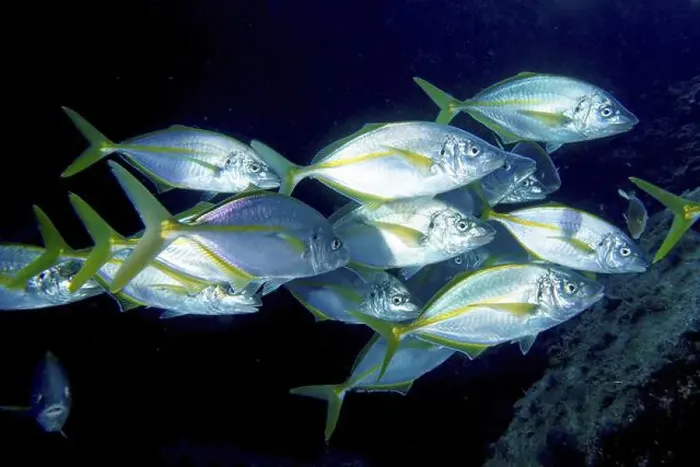 Framed Print : A lively shoal of yellowfin mackerel (Pseudocaranx dentex) swimming together in the blue sea Framed Print : A lively shoal of yellowfin mackerel (Pseudocaranx dentex) swimming together in the blue sea