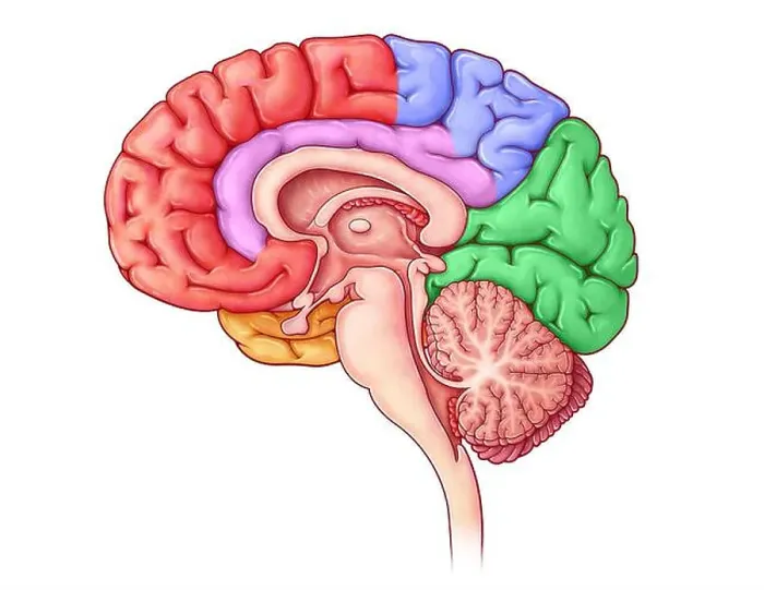 Framed Print : Lobes of the Brain, Sagittal View Framed Print : Lobes of the Brain, Sagittal View