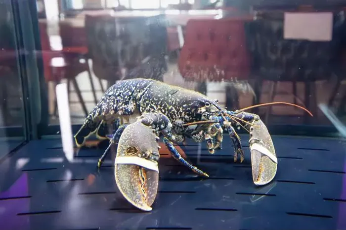 Framed Print : Lobster and crab in aquarium in seafood restaurant Framed Print : Lobster and crab in aquarium in seafood restaurant