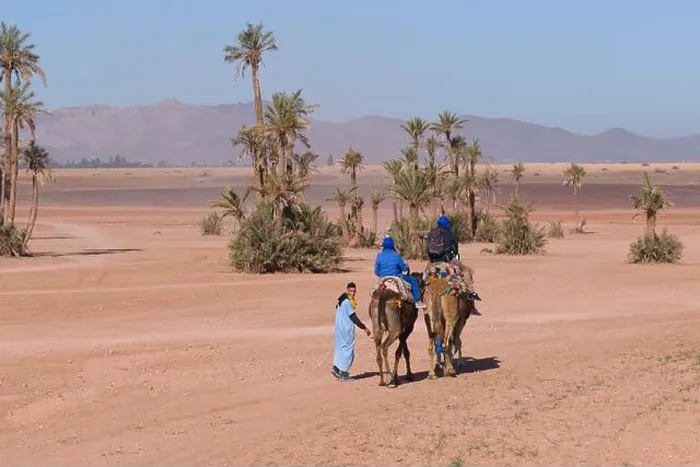 Framed Print : A local Berber guide taking tourists for a camel safari in the deserts and palm groves near Marrakech Framed Print : A local Berber guide taking tourists for a camel safari in the deserts and palm groves near Marrakech
