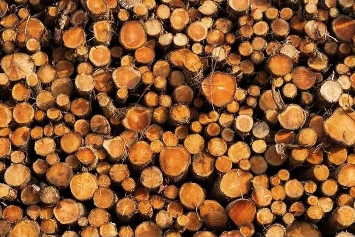 Framed Print : Logged forestry pile, lots of rings and patterns Framed Print : Logged forestry pile, lots of rings and patterns