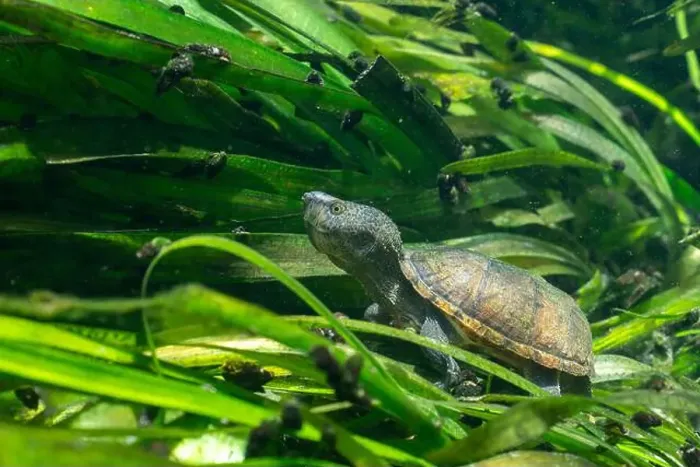 Framed Print : Loggerhead musk turtle underwater with sea grass Framed Print : Loggerhead musk turtle underwater with sea grass