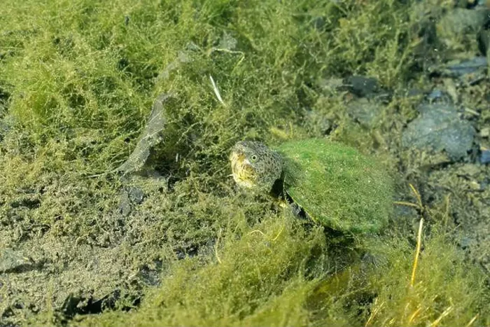 Framed Print : Loggerhead musk turtle underwater surrounded by algae Framed Print : Loggerhead musk turtle underwater surrounded by algae