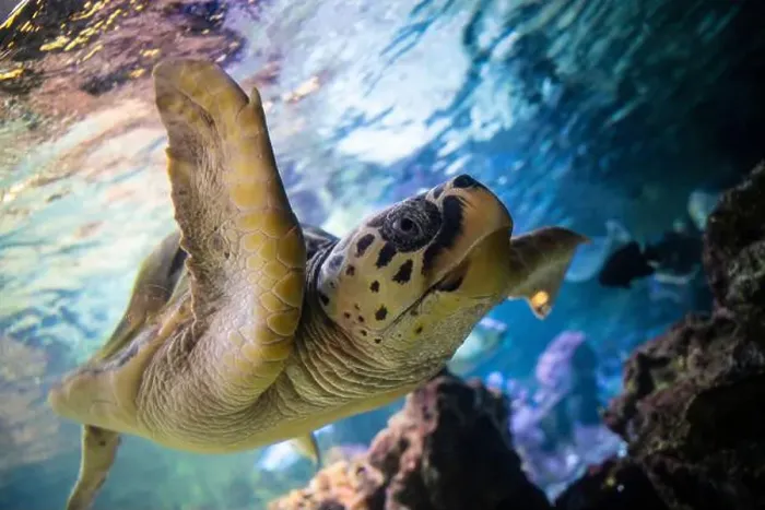 Framed Print : The loggerhead sea turtle (Caretta caretta) swim in the Genoa Aquarium Framed Print : The loggerhead sea turtle (Caretta caretta) swim in the Genoa Aquarium