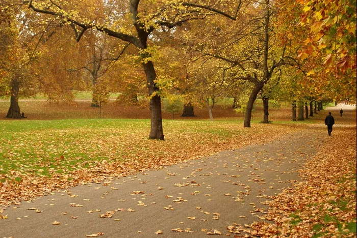 Framed Print : London Green Park in autumn Framed Print : London Green Park in autumn