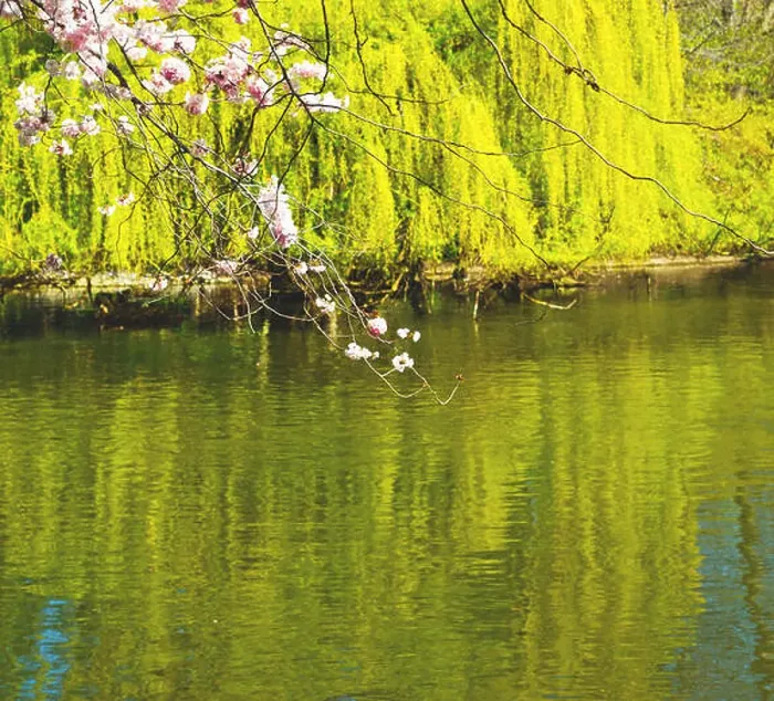 Framed Print : in london park the pink tree and blossom flowers natural Framed Print : in london park the pink tree and blossom flowers natural