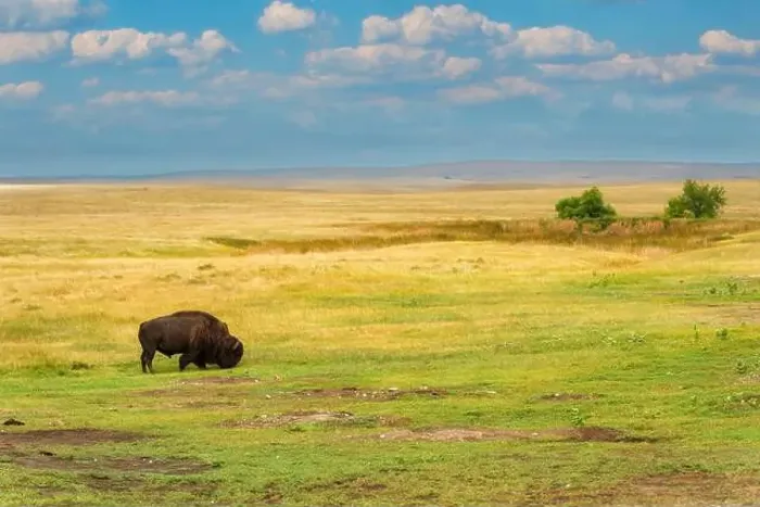 Framed Print : Lone bison is grazing on the green grass in the yellow grasslands of South Dakota Framed Print : Lone bison is grazing on the green grass in the yellow grasslands of South Dakota
