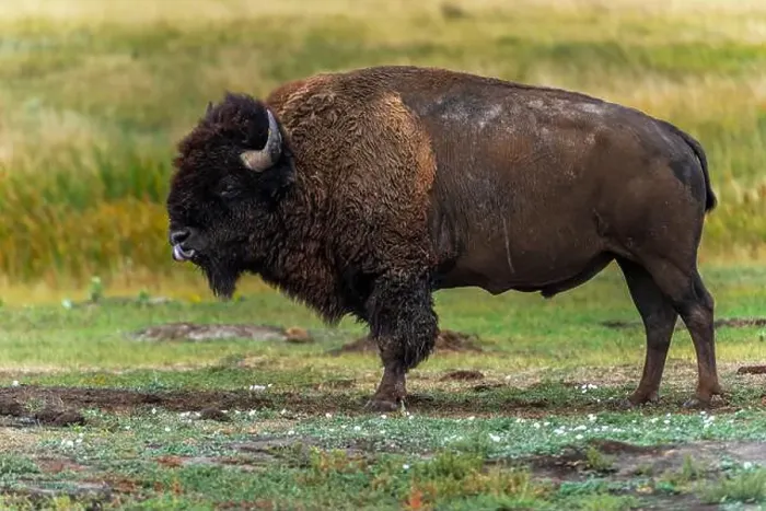 Framed Print : Lone bison, powerful to look at, is licking his mouth and nose after eating some grass Framed Print : Lone bison, powerful to look at, is licking his mouth and nose after eating some grass