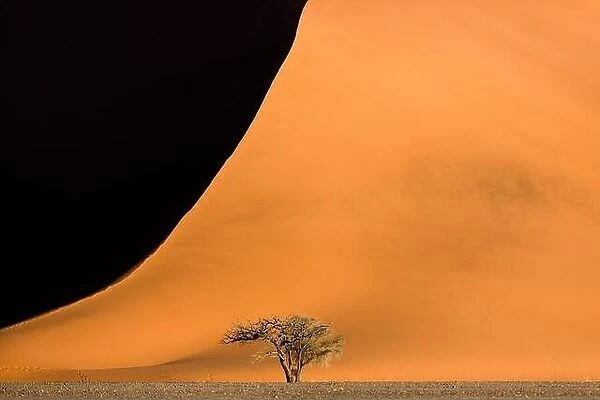 A lone camelthorn tree stands in front of a large red sand dune in Sossusvlei, Namibia