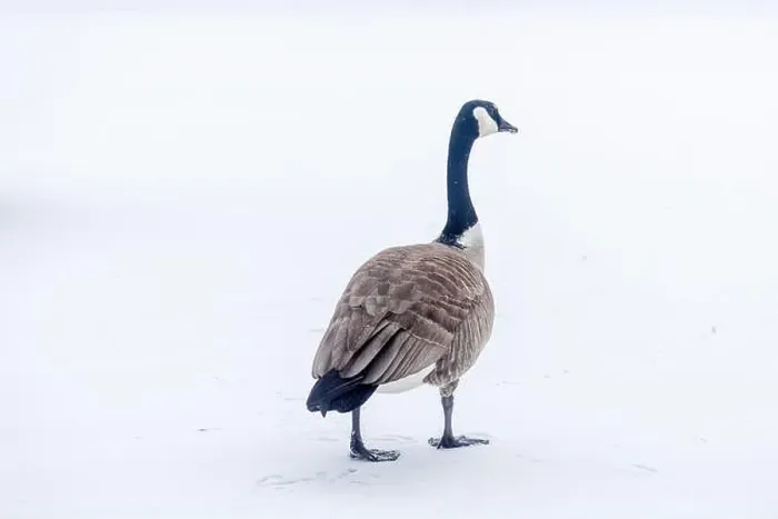 Framed Print : A lone Canada goose seen at a snow covered lot in Edmonton, Alberta, Canada Framed Print : A lone Canada goose seen at a snow covered lot in Edmonton, Alberta, Canada