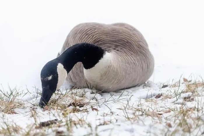 Framed Print : A lone Canada goose seen at a snow covered lot in Edmonton, Alberta, Canada Framed Print : A lone Canada goose seen at a snow covered lot in Edmonton, Alberta, Canada