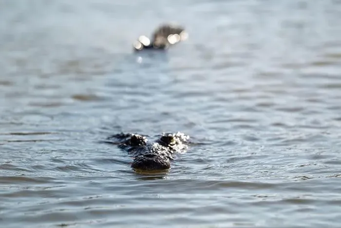 Framed Print : A lone crocodile glides through the green waters of the Yucatan Peninsula