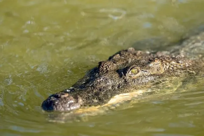 Framed Print : A lone crocodile glides through the green waters of the Yucatan Peninsula