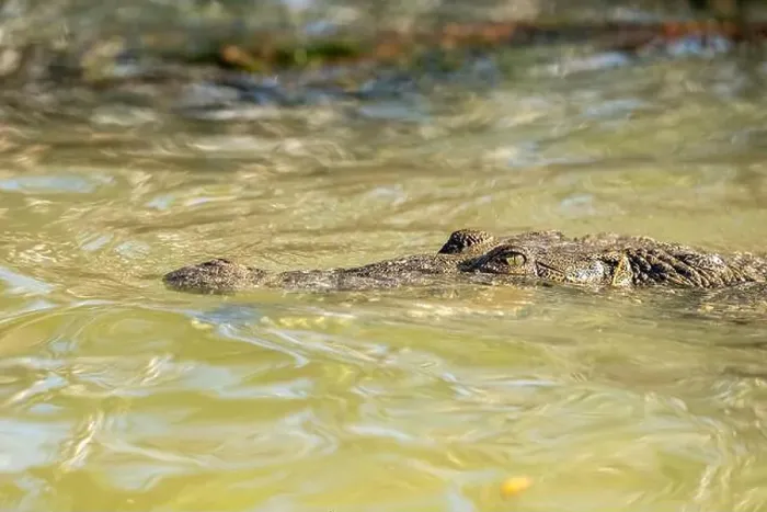 Framed Print : A lone crocodile glides through the green waters of the Yucatan Peninsula Framed Print : A lone crocodile glides through the green waters of the Yucatan Peninsula