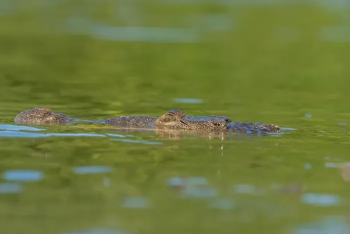Framed Print : A lone crocodile glides through the green waters of the Yucatan Peninsula