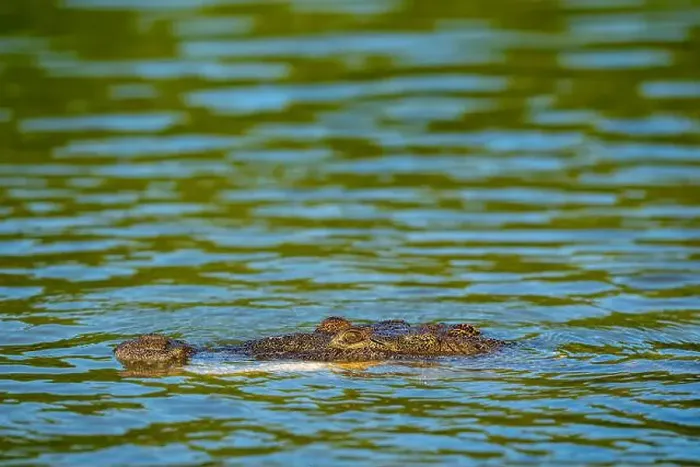 Framed Print : A lone crocodile glides through the green waters of the Yucatan Peninsula Framed Print : A lone crocodile glides through the green waters of the Yucatan Peninsula