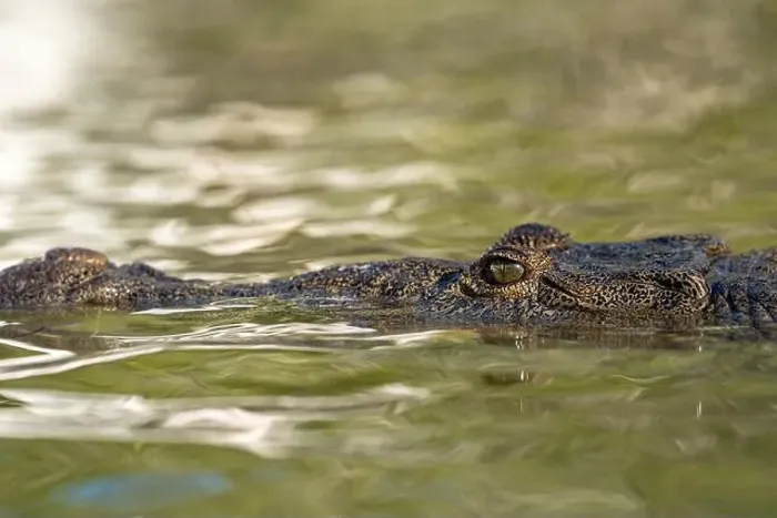 Framed Print : A lone crocodile glides through the green waters of the Yucatan Peninsula Framed Print : A lone crocodile glides through the green waters of the Yucatan Peninsula