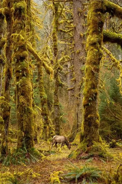 Framed Print : Lone Elk, Hoh Rainforest, WA, USA Framed Print : Lone Elk, Hoh Rainforest, WA, USA