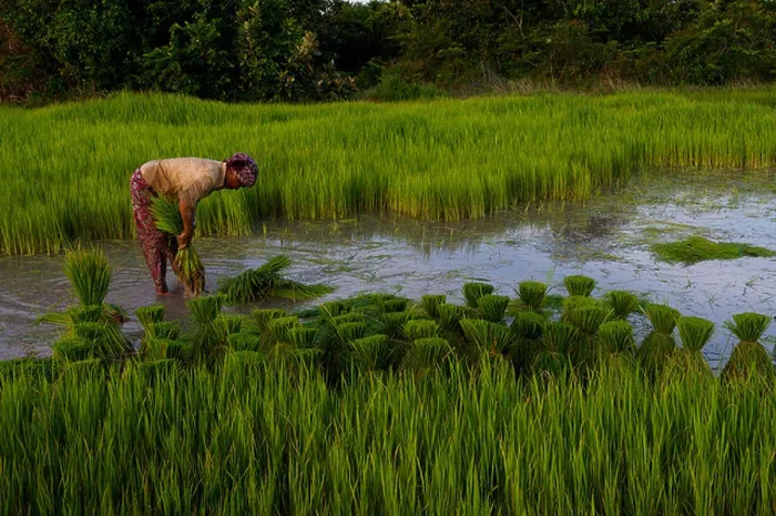 Framed Print : A lone Khmer woman planting a rice field wearing a krama (a traditional Cambodian scarf) Framed Print : A lone Khmer woman planting a rice field wearing a krama (a traditional Cambodian scarf)